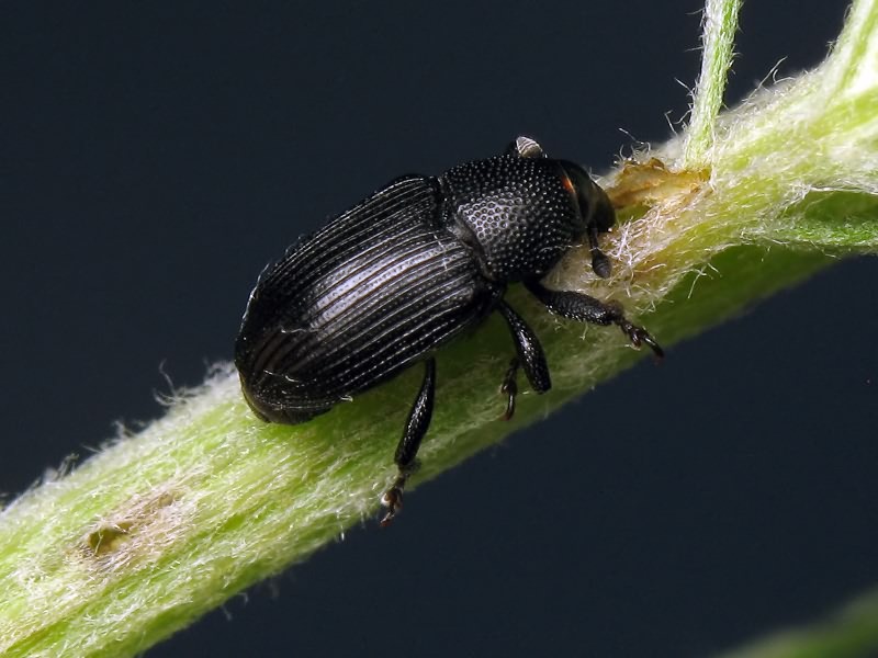 Baris artemisiae (Panzer, 1794)